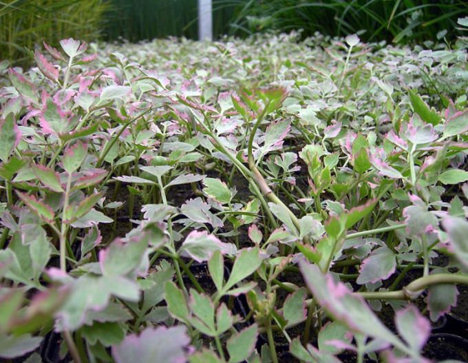 Wasserfenchel Flamingo