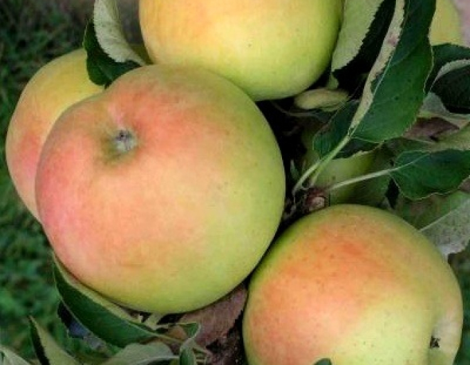 Säulenapfelbaum Goldcats