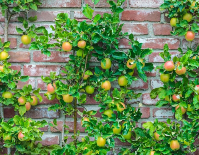 Säulenapfelbaum Goldcats