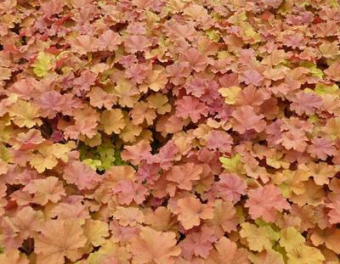 Heuchera-Hybride Amberosus