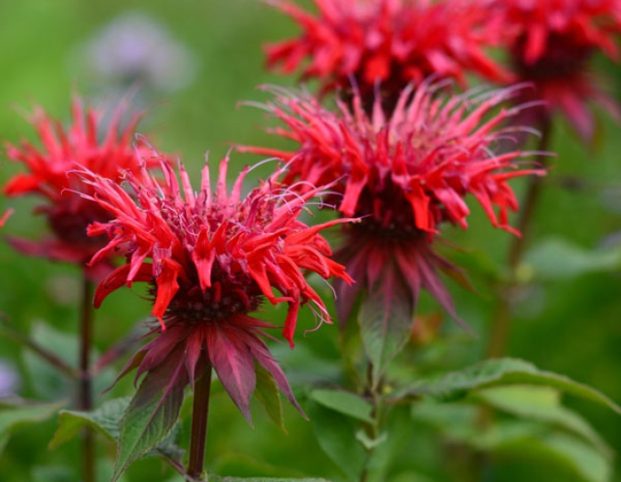 Monarda Cambridge Scharlachrot