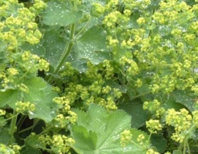 Alchemilla mollis Irish Silk