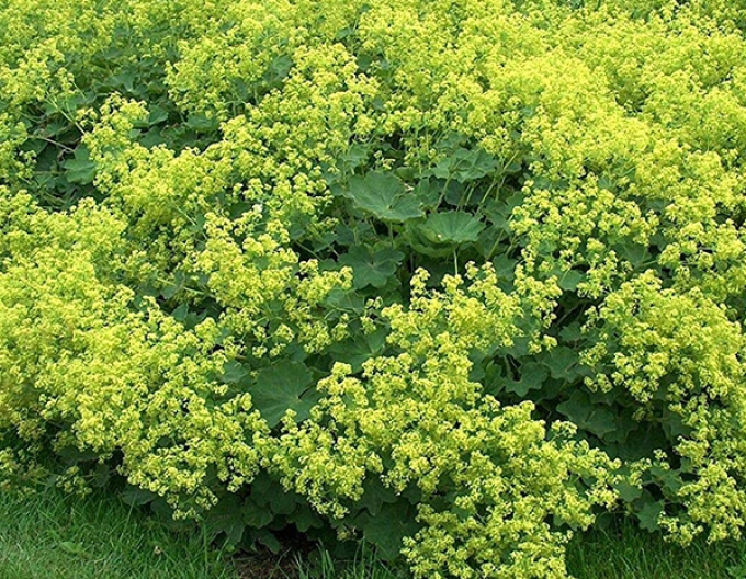 Alchemilla mollis Irish Silk