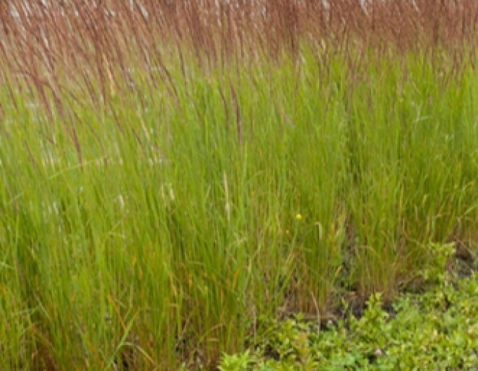 Reitgras Karl Foerster 9x9