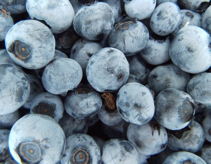 Kanadische Heidelbeere Nelson