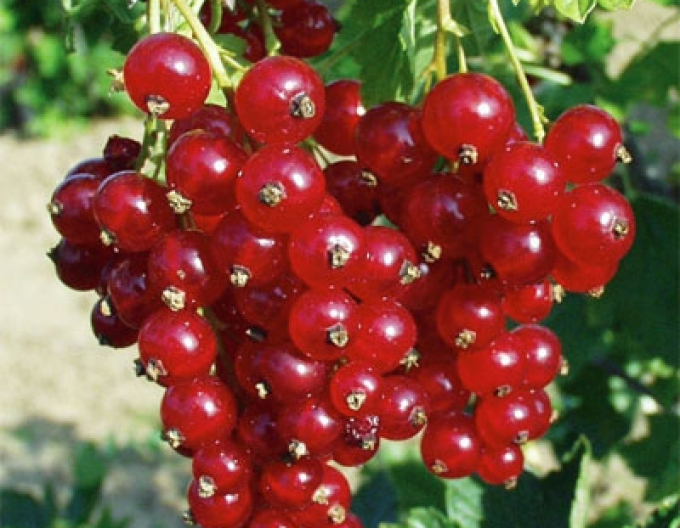 Rote Johannisbeere Tatran Strauch