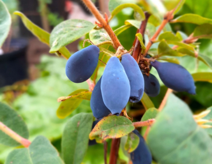 Sibirische Blaubeere  Sinij Utes
