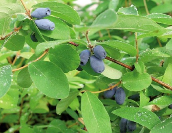 Sibirische Blaubeere  Sinij Utes