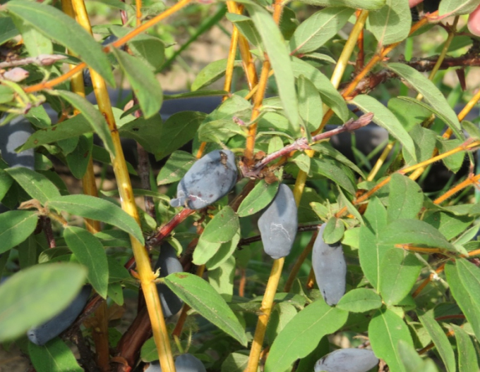 Sibirische Blaubeere Vostorg