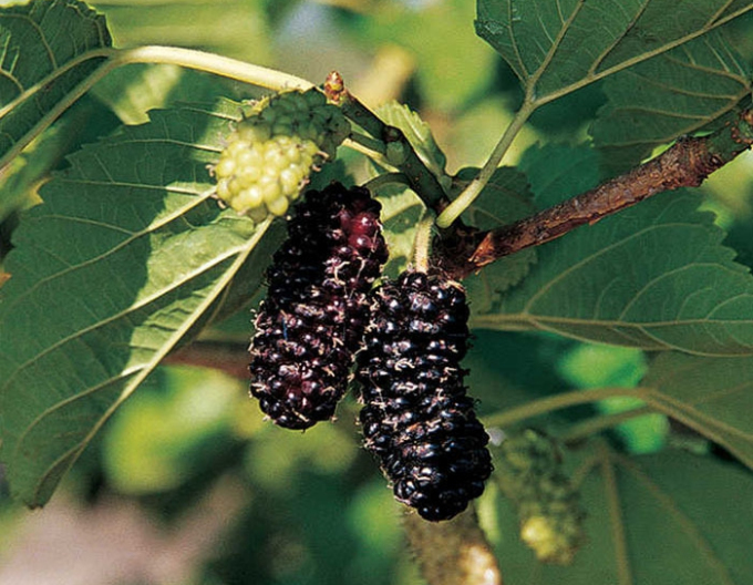 Maulbeere Illinois Everbearing