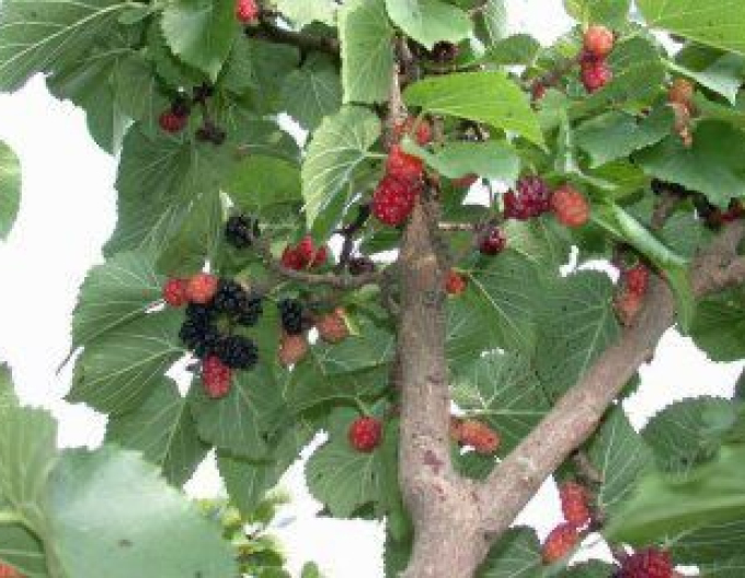 Maulbeere Gerardi Dwarf