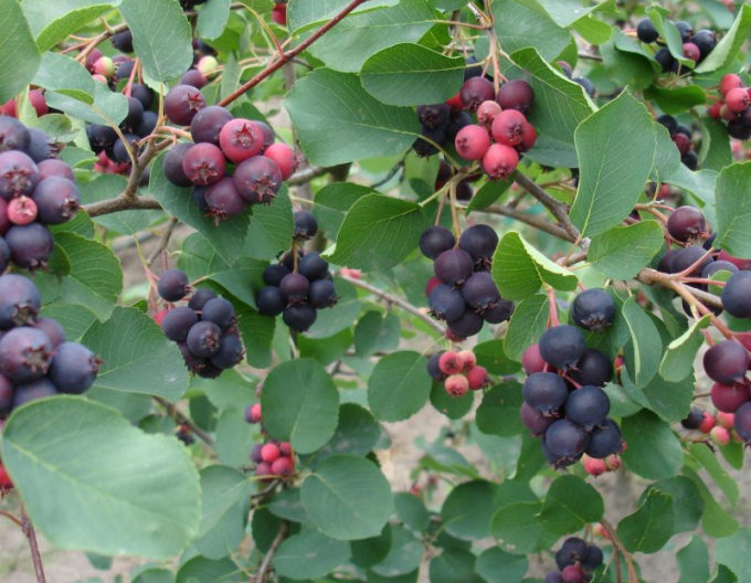 Felsenbirne Honeywood