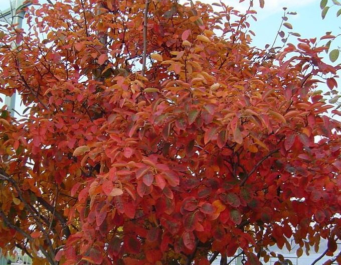 Felsenbirne Honeywood