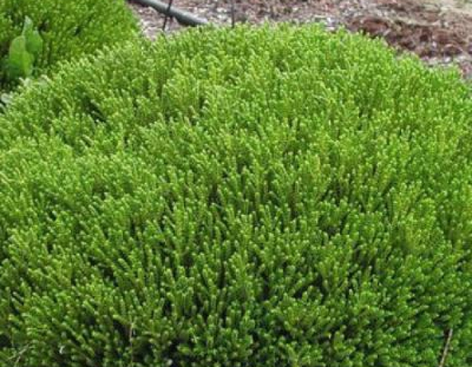 Strauchveronika McKean