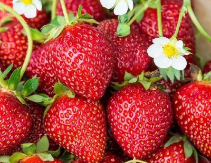 Erdbeere Karmen