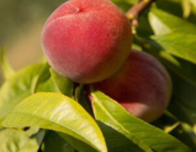 Zwergpfirsich Mini HONEY RED, sub. Sämling, frei.