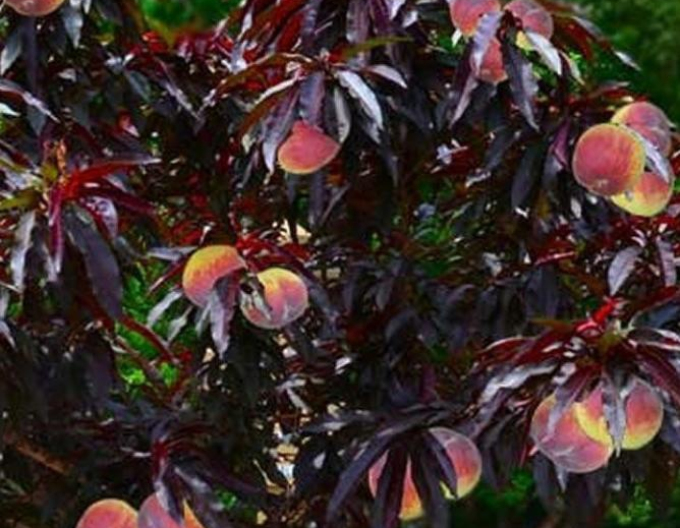 Zwergpfirsich Mini HONEY RED, sub. Sämling, frei.