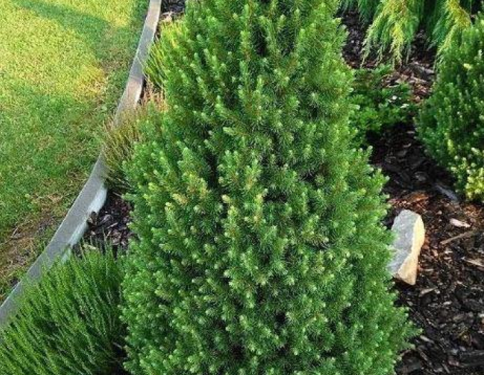 Weißfichte Dezember