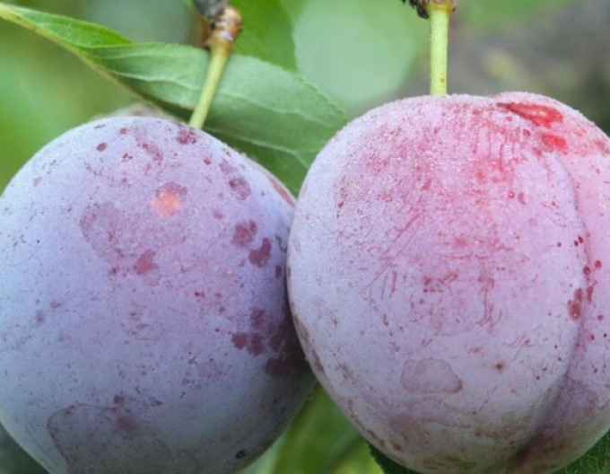 Japanische Pflaume Laroda, auf Myrobalane, Cont. 5l