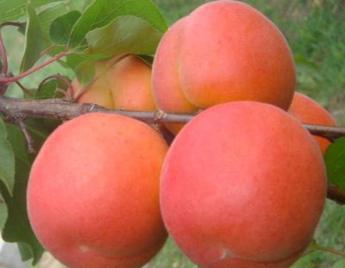 Aprikose Marlen früh, sub. Myrobalan, Freiwurzler.