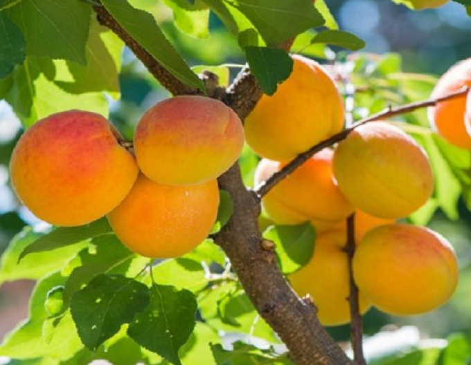 Aprikose Harcot auf Myrobalane, wurzelnackt