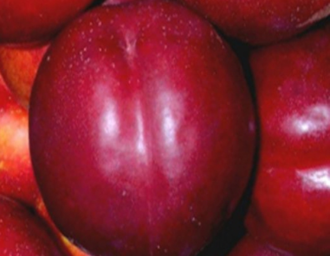 Nektarine Flavertop früh, Unterlage. GF677, freilaufend.