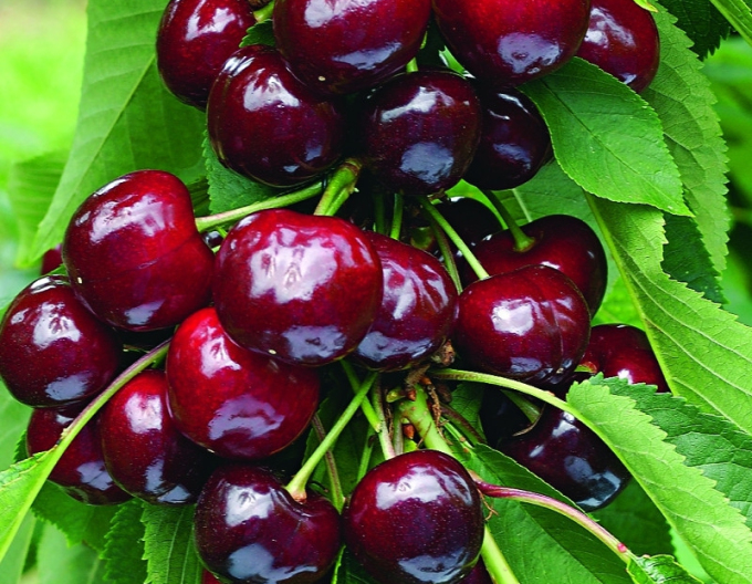 Kirsche Tamara Säulenförmige Zwergkirsche spät