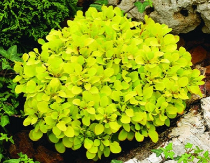 Berberitze "Tiny Gold"