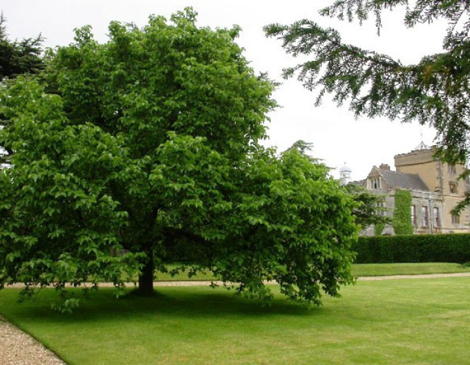 Maulbeere schwarz Trnavská