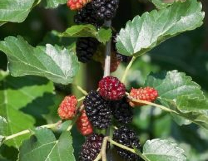 Maulbeere schwarz Trnavská