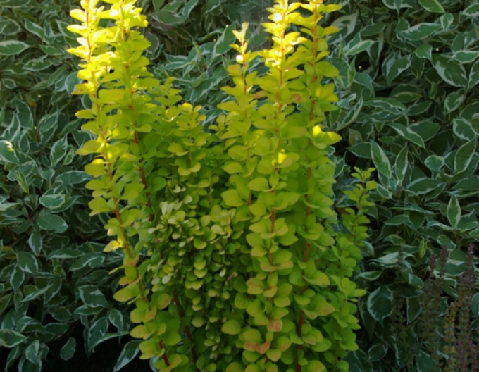 Berberitze "Golden Rocket"