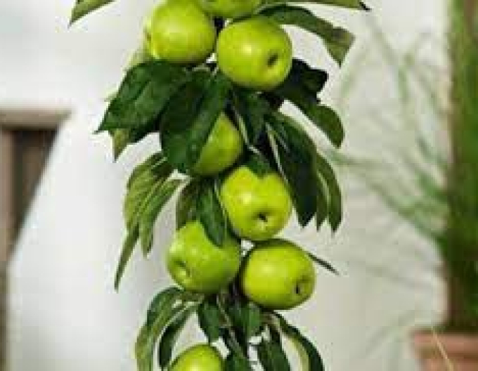 Säulenapfelbaum Greencats Herbst