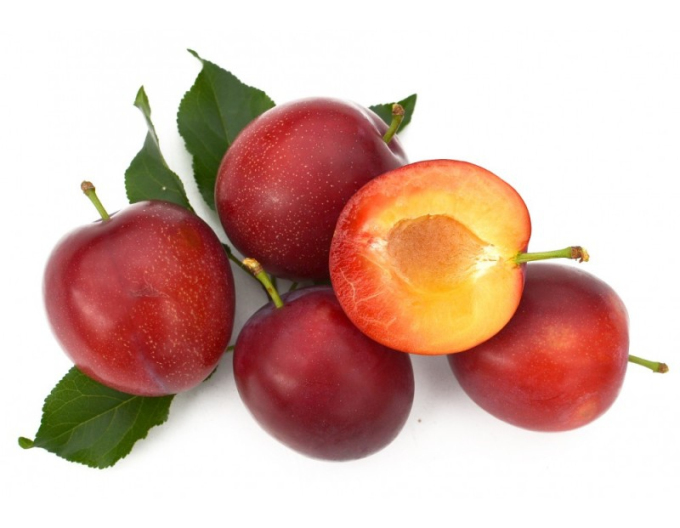 Sibirische Pflaume Kometa, subsp. Myrobalan freilaufend.