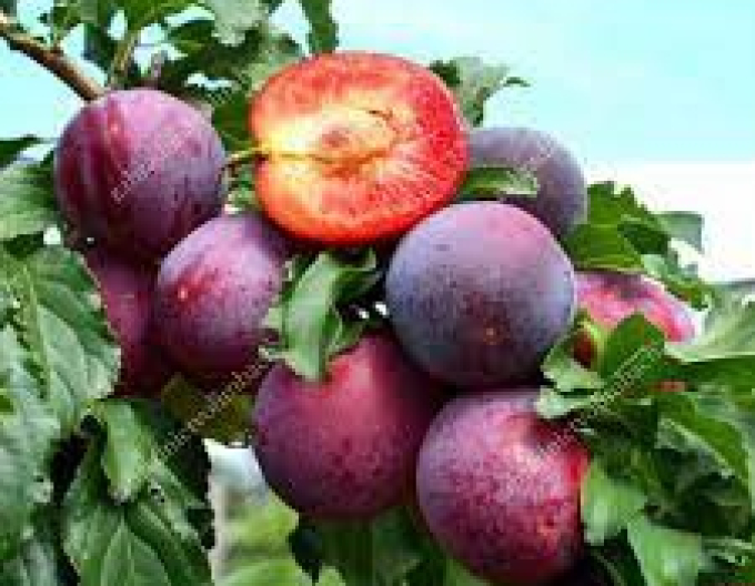 Sibirische Pflaume Kometa, subsp. Myrobalan freilaufend.