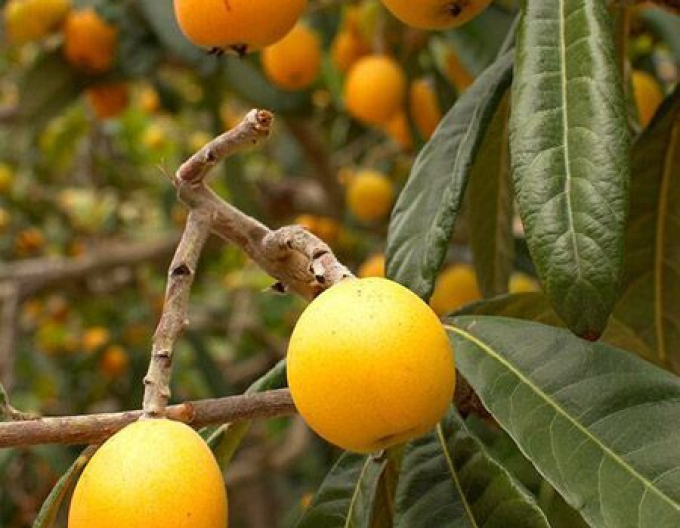 Japanische Pflaume Shiro 5l