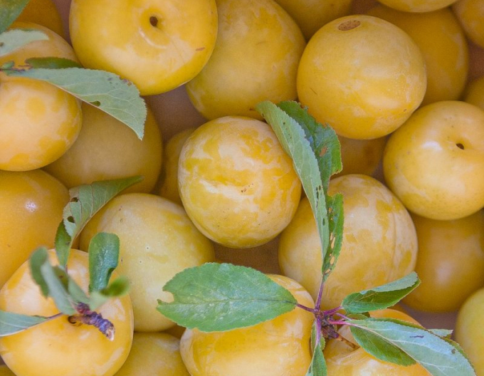 Japanische Pflaume Shiro 5l