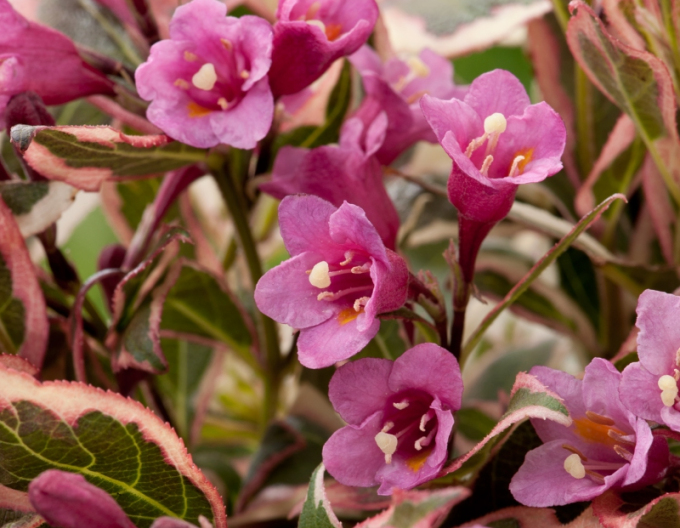 Weigelie florida Monet