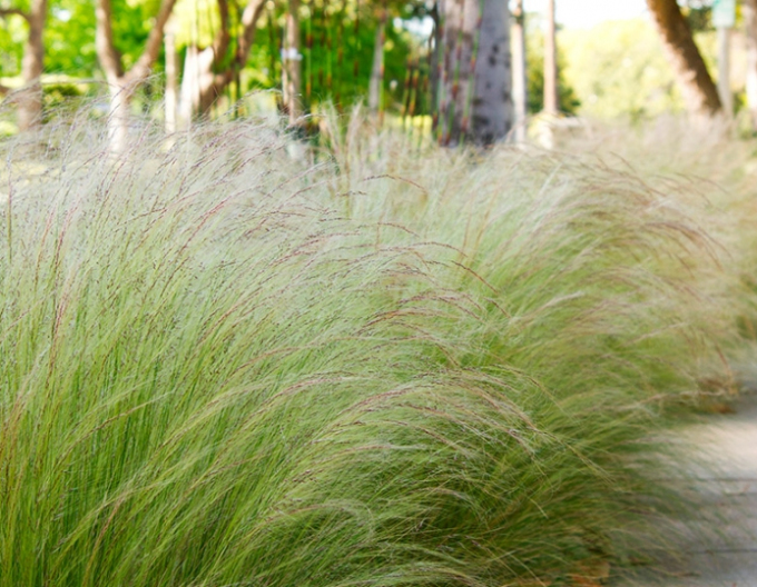 Federgras ´Pony Tails´