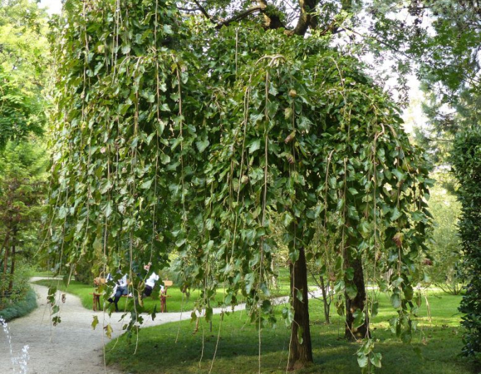 Maulbeere überhängend