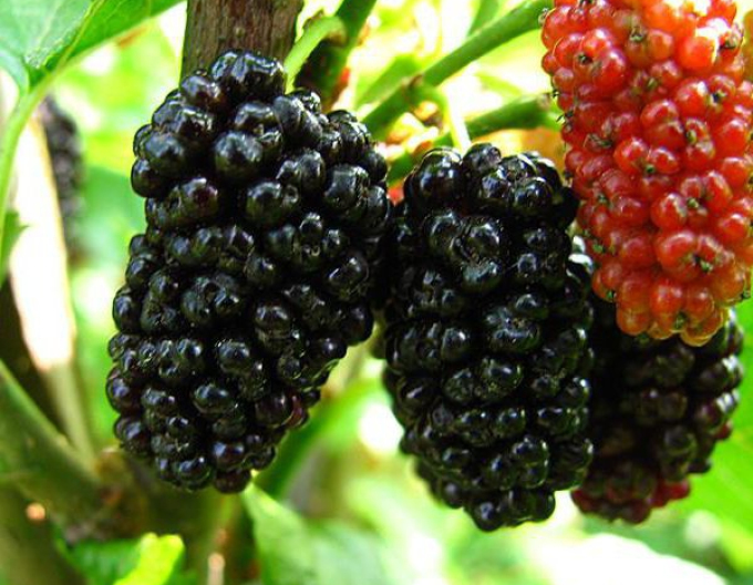 Maulbeere überhängend