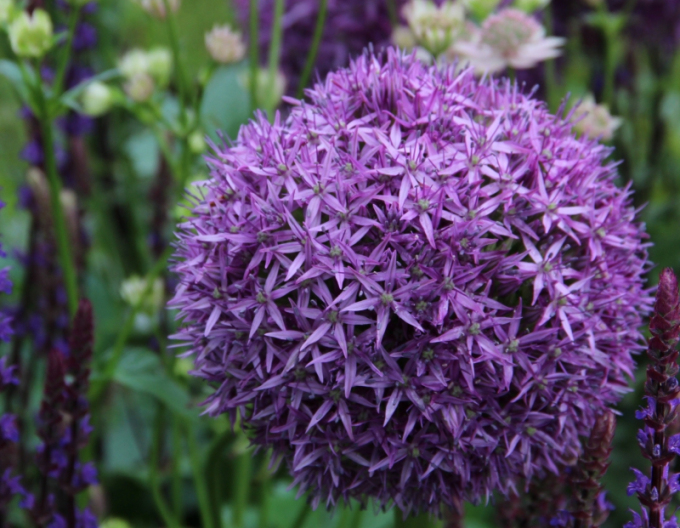 Zierlauch Globemaster 1St.