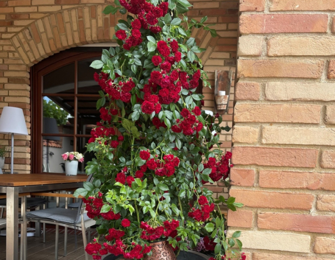 Rose Crimson Siluetta