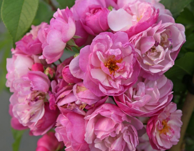 Rose Lavendel Siluetta