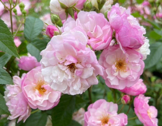 Rose Lavendel Siluetta