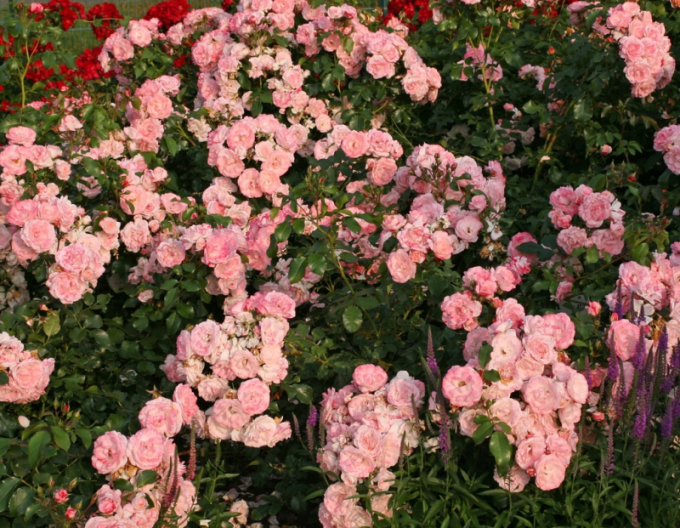 Rose Rosenstadt Freising