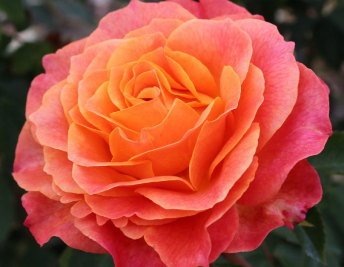 Rose ´Better Times´