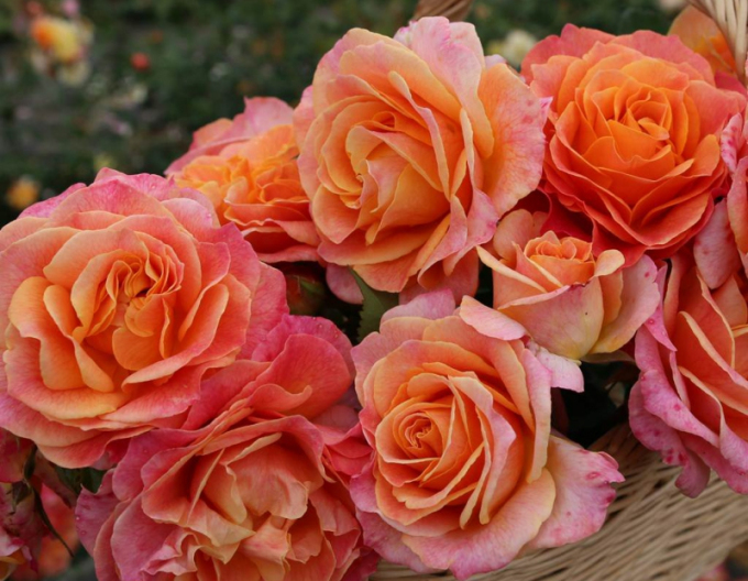 Rose ´Better Times´