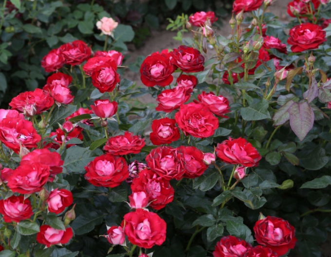 Rose Rose der Einheit