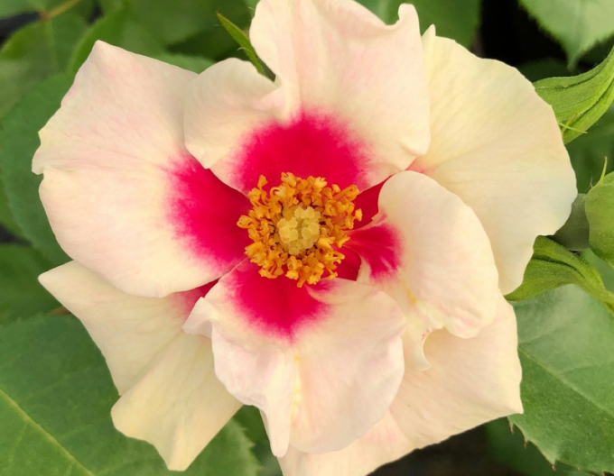 Rose SEE YOU in Lila