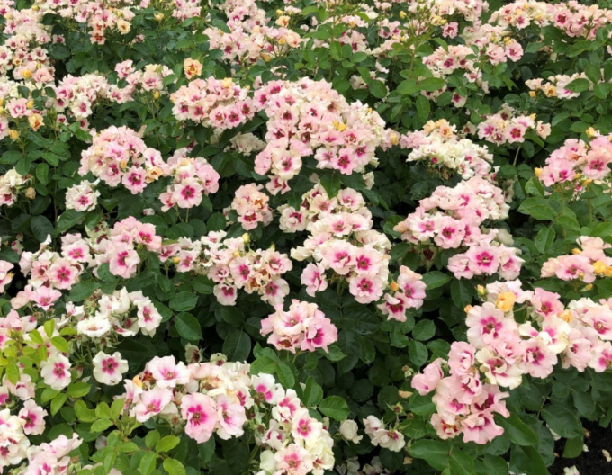 Rose SEE YOU in Lila